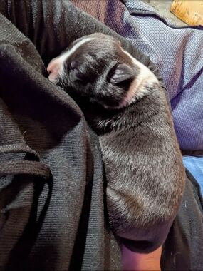 Nicole's Private Fill A Bag